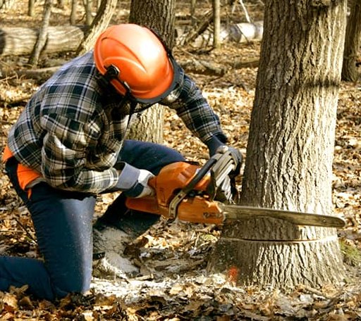 Tree Removal in Elk Creek, VA